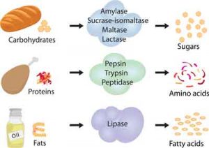 Digestive Enzymes – Bromelain & Papain – The Riverenza